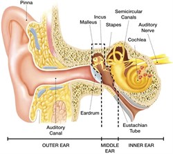 How Do We Hear - Cochlear Implants